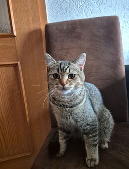 BKH chocolate taby Kater - Ebersbach-Neugersdorf