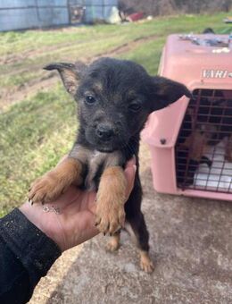 B698 wünscht sich ein zu Hause - Neuberg