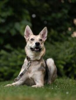 Lavender wartet schon auf dich - München