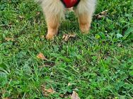 Reinrassig Zwergspitz Pomeranian - Schweinfurt