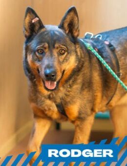 Rodger - bildhübsch, noch etwas unsicher - Berlin