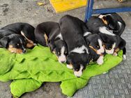 Appenzeller Sennenhund Welpen - Sulzbach (Murr)