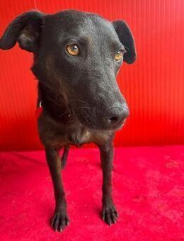 ❤️ liebenswerte DINA ❤️ - Mamming