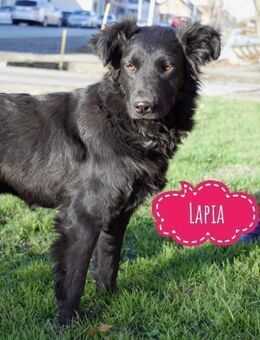 Lapia eine schwarze Perle - Flörsheim-Dalsheim