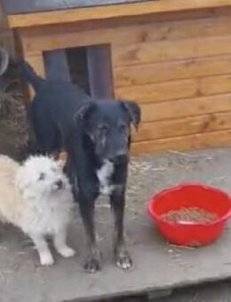 Bobbel 52 cm - Alpenrod