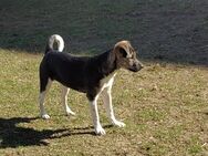 Terrier Mix Welpen - Bad Sassendorf