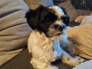 Shih tzu mix Hündin 11 Monate alt - Löwenberger Land