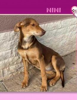 Nini - Wo sind meine Menschen? - Alfeld (Leine)