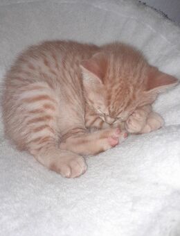 Süsse BKH-KITTEN - Köln