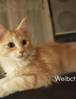 Maine Coon. - Crimmitschau