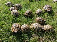 griechische Landschildkröten aus 2023 & 2024 - Rülzheim