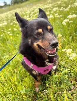 Ilana sucht dringend ein Zuhause - Blankenheim (Nordrhein-Westfalen)