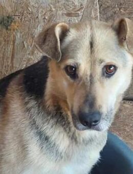 Barney, sucht Menschen mit Erfahrung - Bonndorf (Schwarzwald)