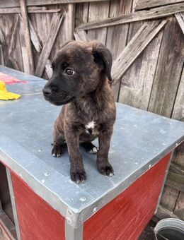 Boxer Mix Hündin sucht Zuhause - Leipzig