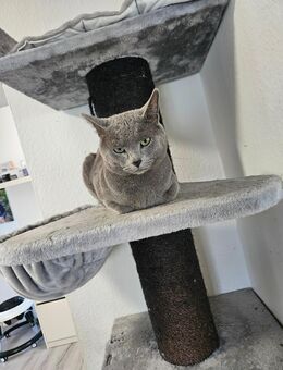 Russisch Blau Deckkater - Landau (Pfalz)