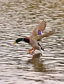 Landingpage-Texter textet Landingpages und LP-Einstiege - Berlin Mitte