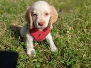 Süße Cocker Spaniel - Xanten