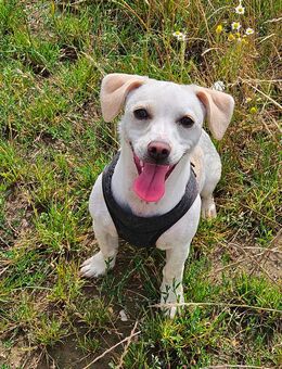 Süße Hündin Dackel Jack Russel mix - Baumgarten