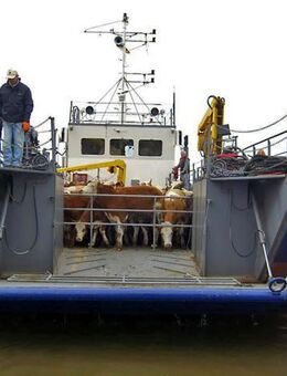 Landungsfahrzeug / Arbeitsboot / Fähre / Wohnschiff - Kaltenkirchen