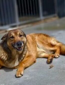 Wer zeigt TESS❤️ das schöne Leben - Fahrenzhausen