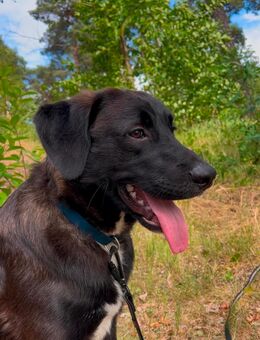 Labrador Mischling sucht Zuhause - Berlin