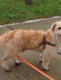 🐾 Marlo sucht liebevolles Zuhause🐾 (C) - Ludwigshafen (Rhein)