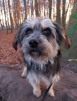 Mihai - kleiner Goldschatz - Ludwigshafen (Rhein)