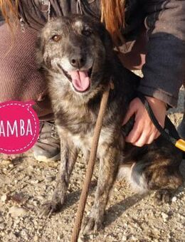 Samba die allerliebste in ganz Tierheim - Flörsheim-Dalsheim