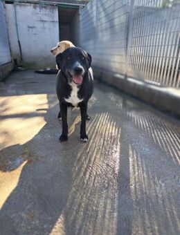 Tocco - möchte soviel lernen - Grevenbroich