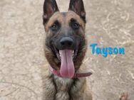 Tayson aktiver,lieber Malinois 06/20 ESP - Ruppertsecken