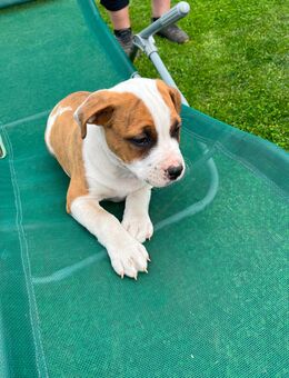 Old Englisch Bulldog Mix, Welpen abzugeben - Farnstädt