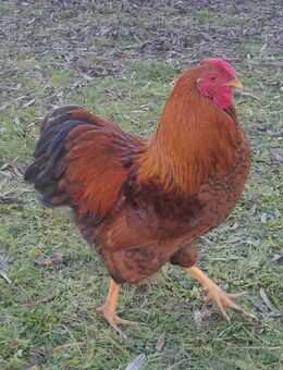 Schöne Junge Zwerg Wyandotten Hähne abzugeben - Ampfing