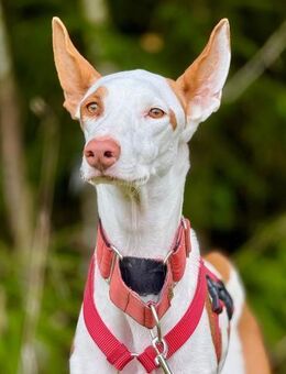 Casper sucht erfahrene Menschen - Donaueschingen