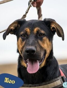 Neo SI - menschenlieb, kinderfreundlich - Rheine