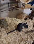 Süße Rennmäuse / Mäuse / Mäuse Pärchen abzugeben in 08056