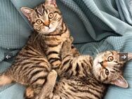 BKH Kitten abgabebereit - Kerpen (Kolpingstadt) Zentrum