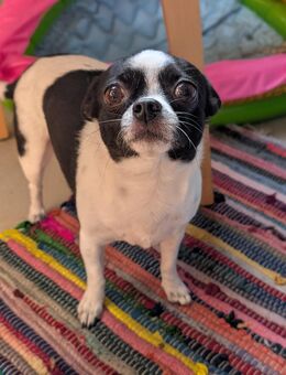 Chihuahua Sally sucht ihre Für-Immer-Familie - Hamburg