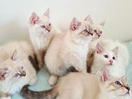 Wunderschöne Kitten - Berlin
