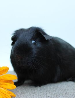 Meerschweinchen Kastrat * Bongo* in schwarz - Crimmitschau