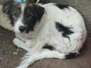 Gary; Bettchen gesucht - Geilenkirchen