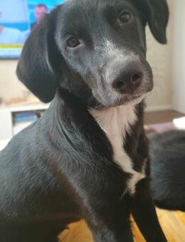 Bibi Junghündin♥️Sucht 4ever Home oder Ps - München