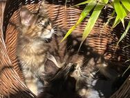 Maine coon Kitten mit Stammbaum - Neuss