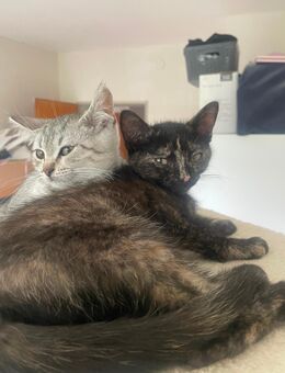Bkh kitten - Ganderkesee