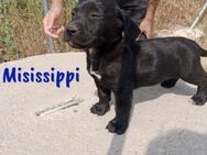 Misissippi ein Rohdiamant sucht 3/25 ESP - Ruppertsecken