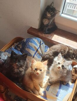 Reinrassige Sibirische Waldkatze Kitten, Sibirische Katze, Waldkatze - Neustadt (Orla)