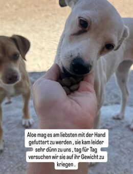 Aloe schüchtern und freundlich - Haan