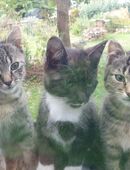 Drei süße, starke, tolle Kätzchen suchen ein liebevolles Zuhause! in 06343