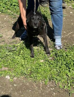 💛Verspielte Hündin Bibi🌼 - Eislingen (Fils)