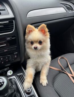 Zwergspitz Pomeranian - Koblenz
