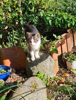 Unser kleiner Kater sucht ein neues Zuhause männlich und weiblich - Waabs